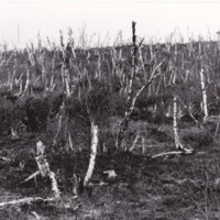 https://kirjastomuseo.fi/fi/files/original/7bd8f69be4837371aeb74cd1bf22cc6a.jpg