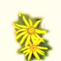https://kirjastomuseo.fi/fi/files/original/2394fc3c3b9eecbcda63eea2d4cecf00.jpg