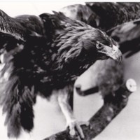 https://kirjastomuseo.fi/fi/files/original/b71130b67b913f79328f4beed9587910.jpg