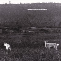 https://kirjastomuseo.fi/fi/files/original/e0857c176981a302e46bbd643beb73af.jpg