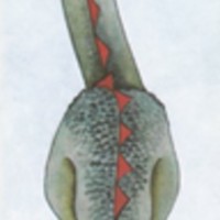 https://kirjastomuseo.fi/fi/files/original/db27e7b7677832fe7ba6f70c7e1d23cb.jpg