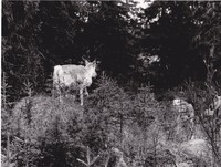 https://kirjastomuseo.fi/fi/files/original/9c5ba27d420ad811b1120ed66596499d.jpg