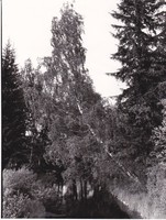 https://kirjastomuseo.fi/fi/files/original/402d1bf46eebf159d36a84d7a7a6d303.jpg